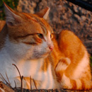 Eine Katze in Side (Türkei).